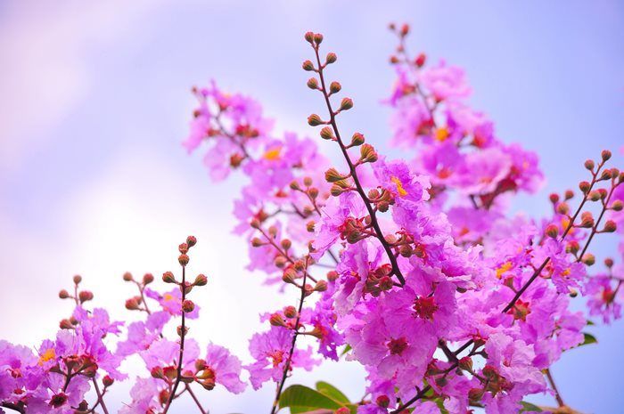 Tree Image