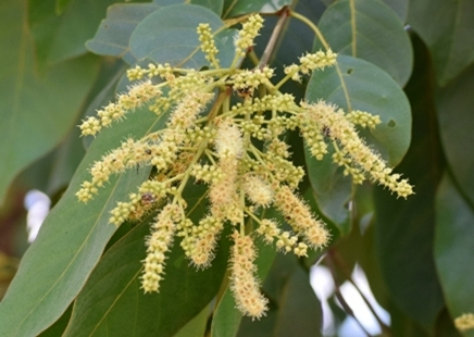 Tree Image