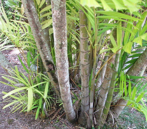 Tree Image
