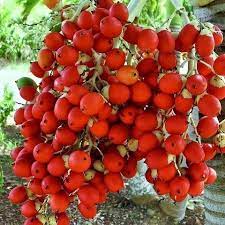 Tree Image