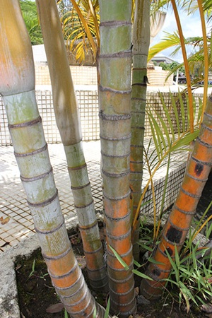 Tree Image