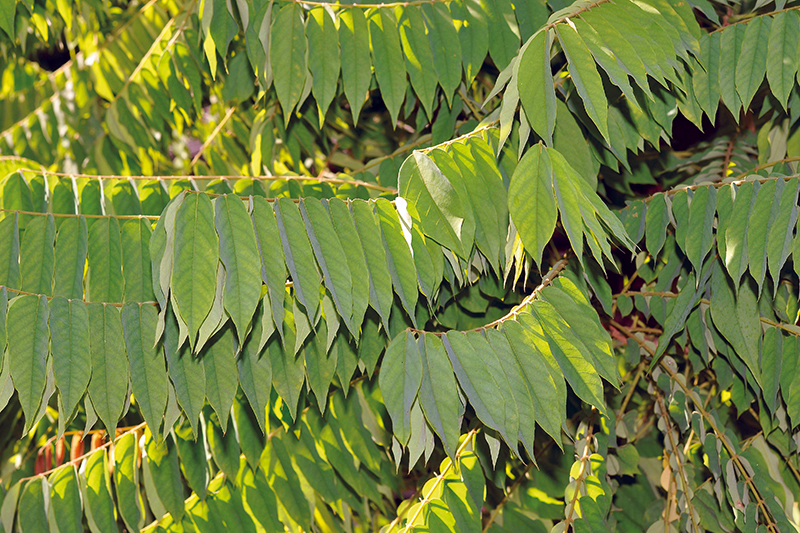 Tree Image