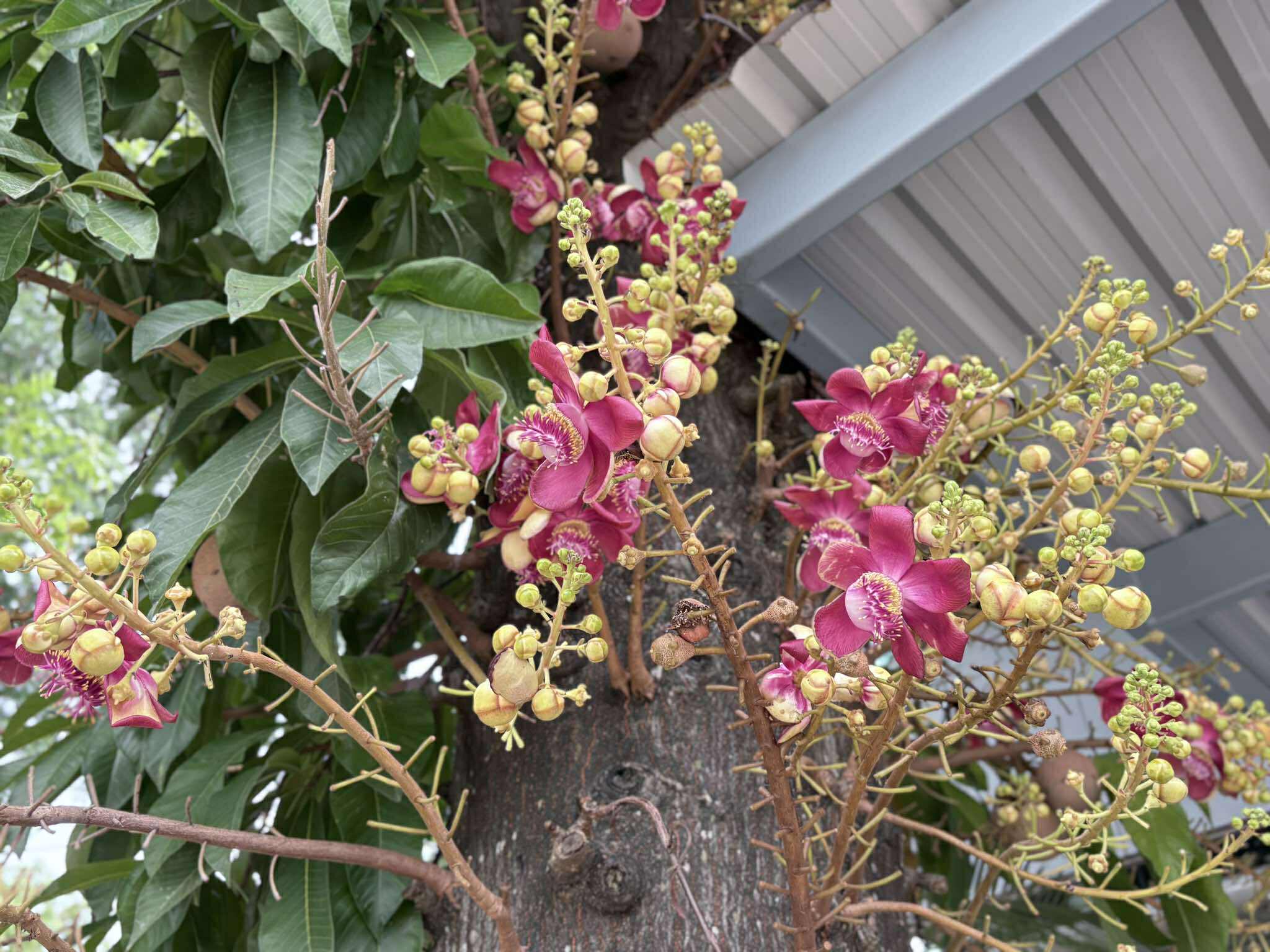 Tree Image
