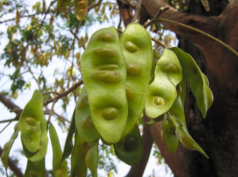 Tree Image