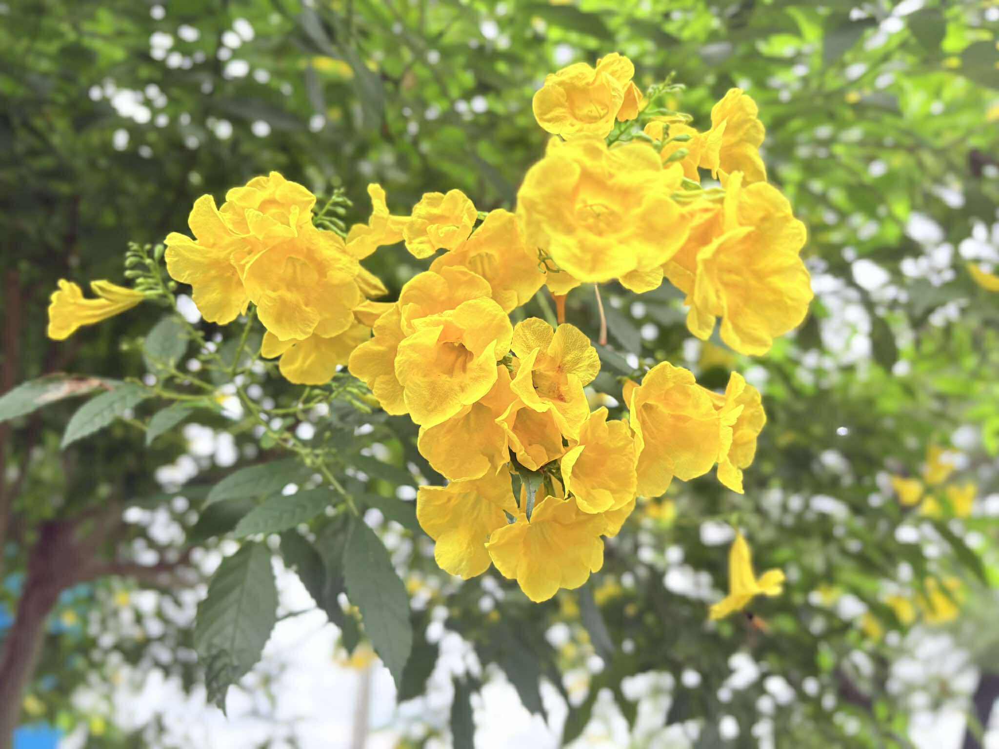 Tree Image