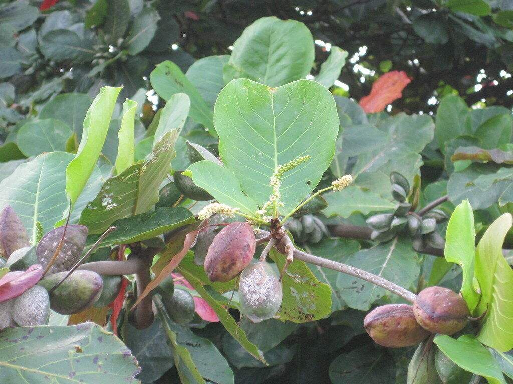 Tree Image