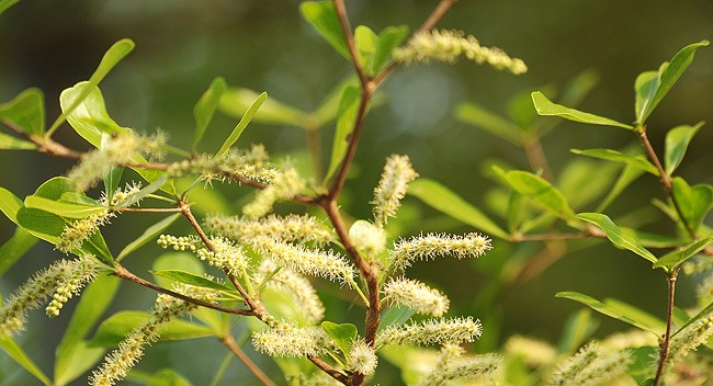 Tree Image