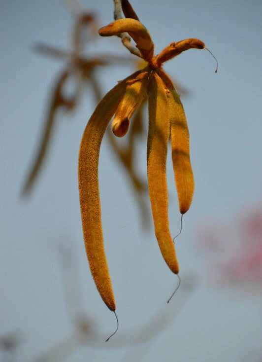 Tree Image