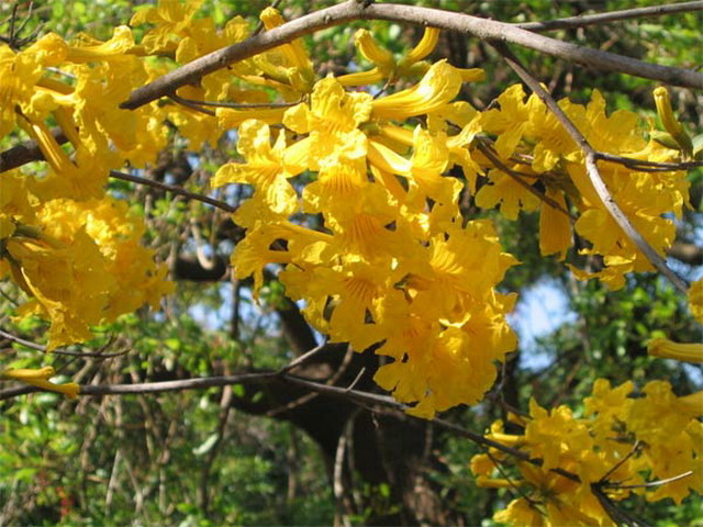 Tree Image