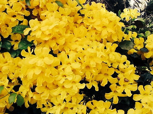Tree Image