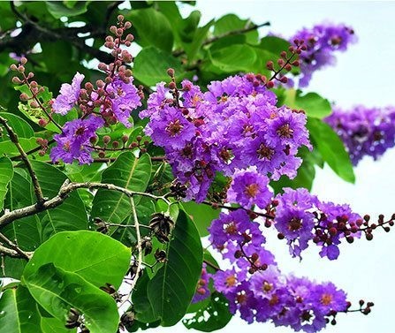 Tree Image