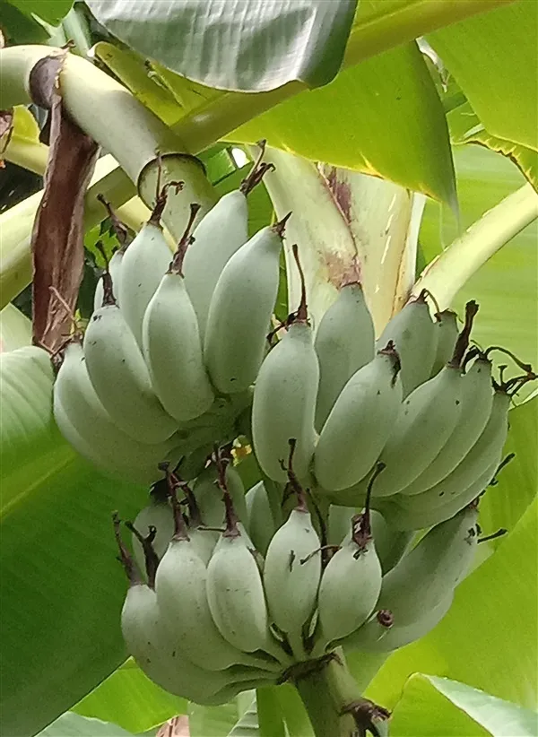 Tree Image