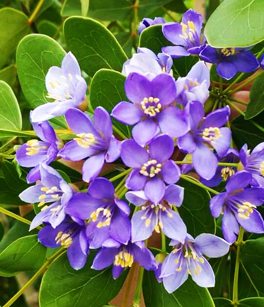 Tree Image
