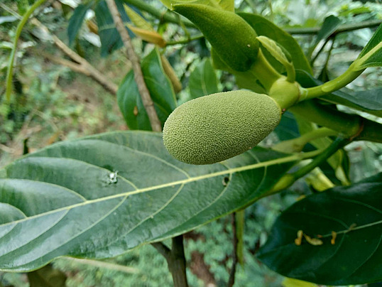 Tree Image