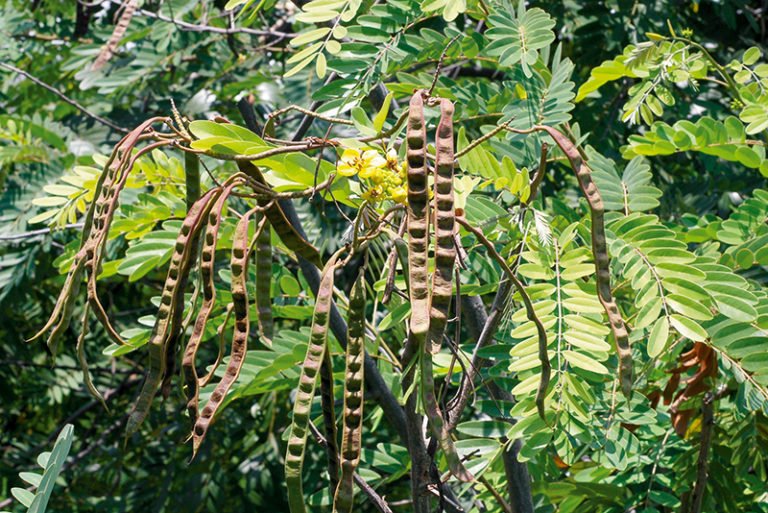 Tree Image