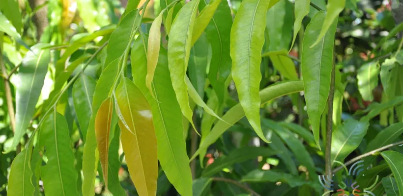 Tree Image