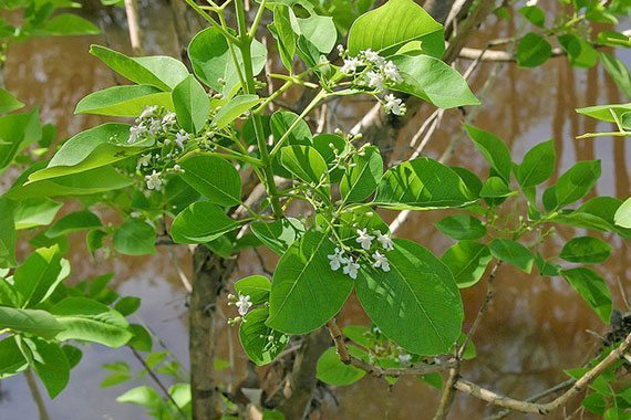 Tree Image