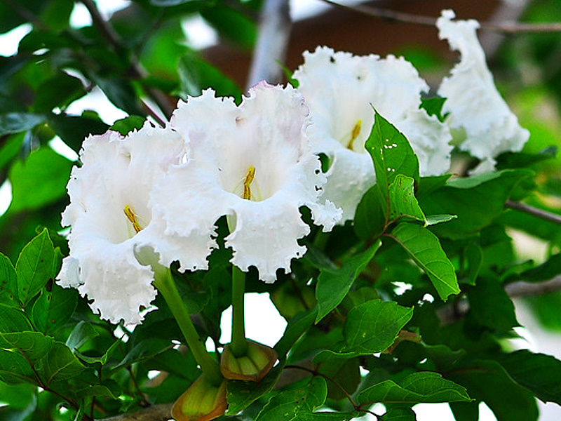 Tree Image