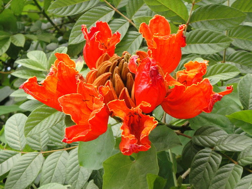 Tree Image