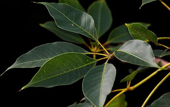 Tree Image