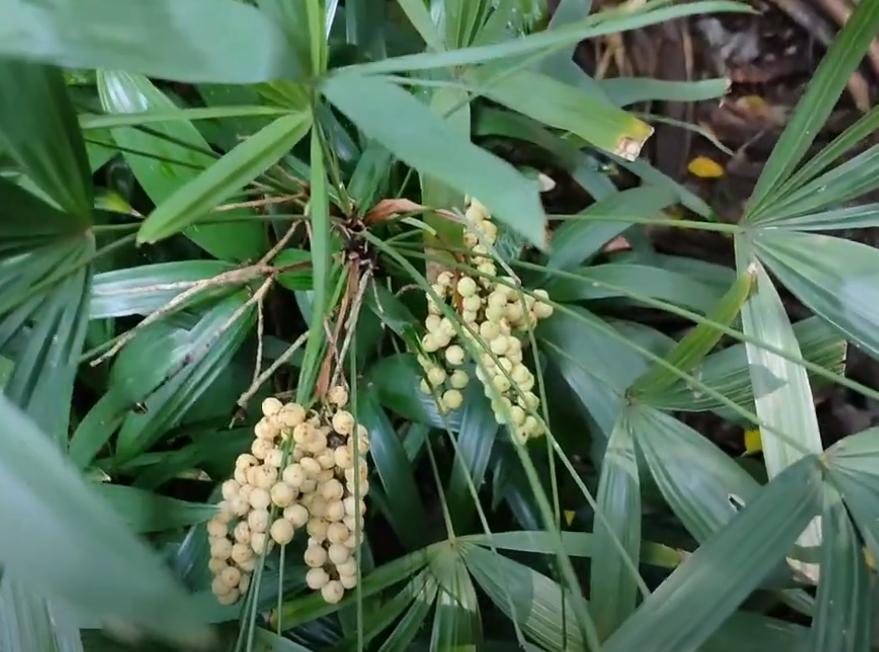 Tree Image