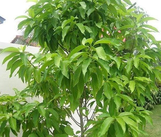 Tree Image