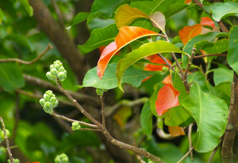 Tree Image
