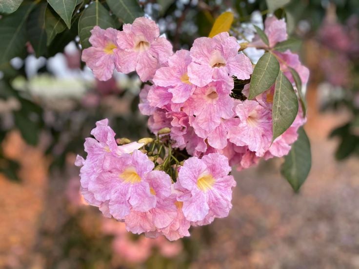Tree Image