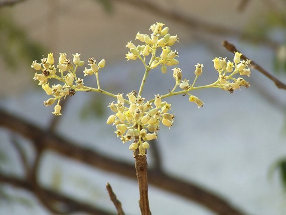 Tree Image