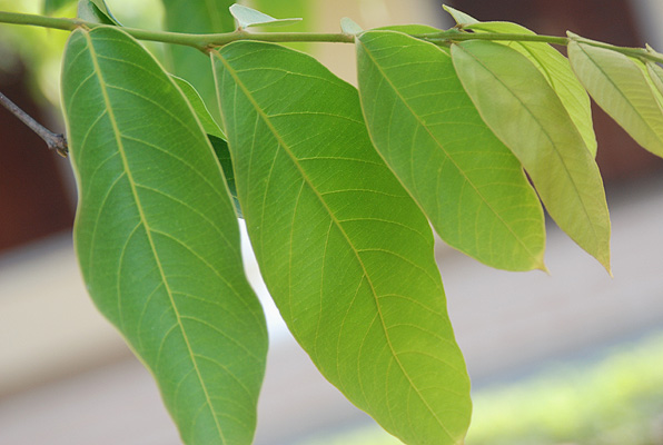 Tree Image