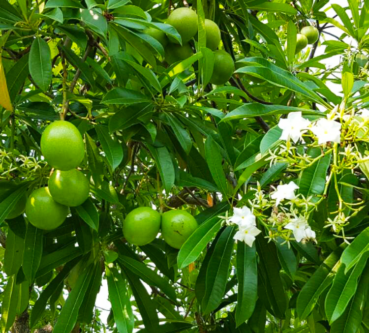 Tree Image