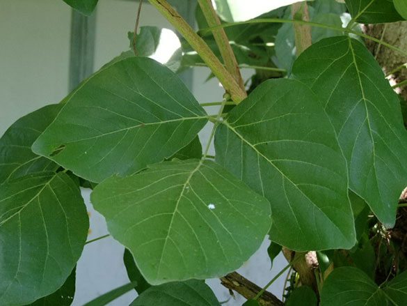 Tree Image