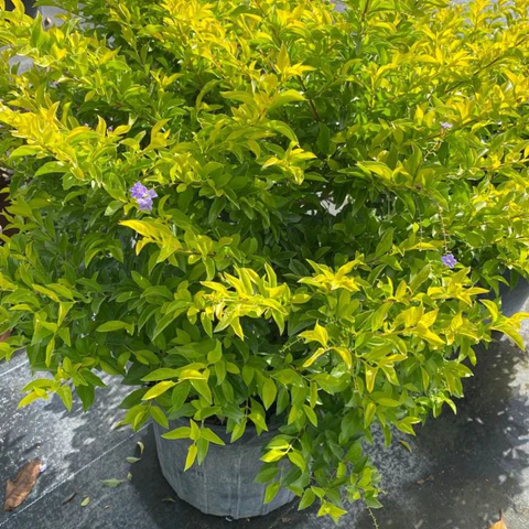 Tree Image