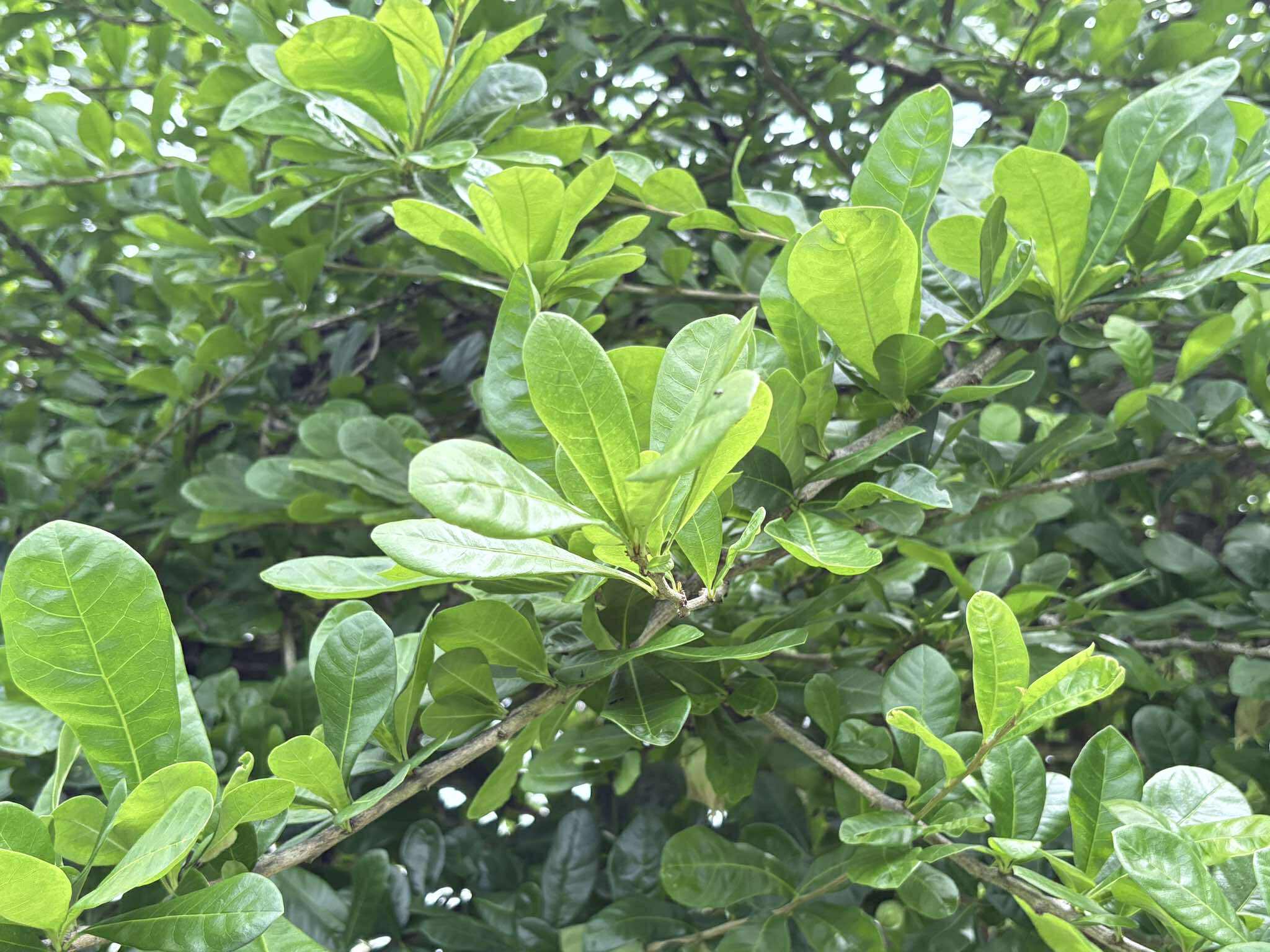 Tree Image