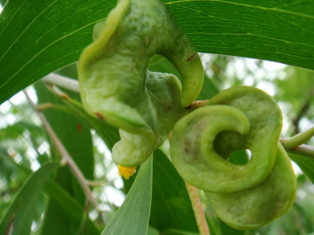 Tree Image