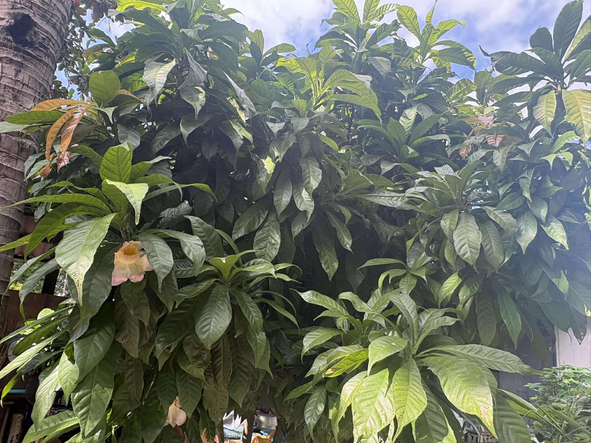 Tree Image