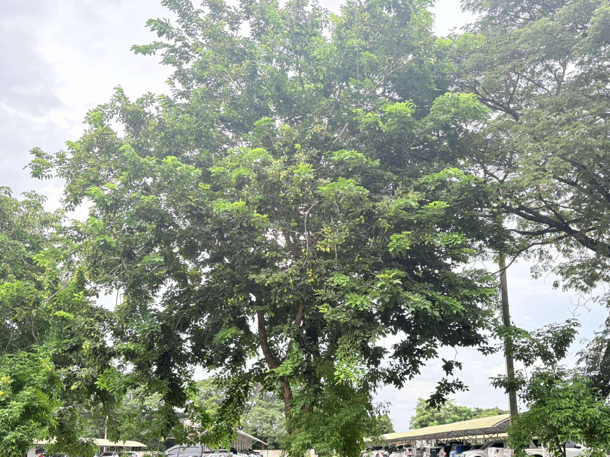 Tree Image