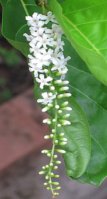 Tree Image