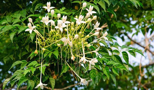 Tree Image