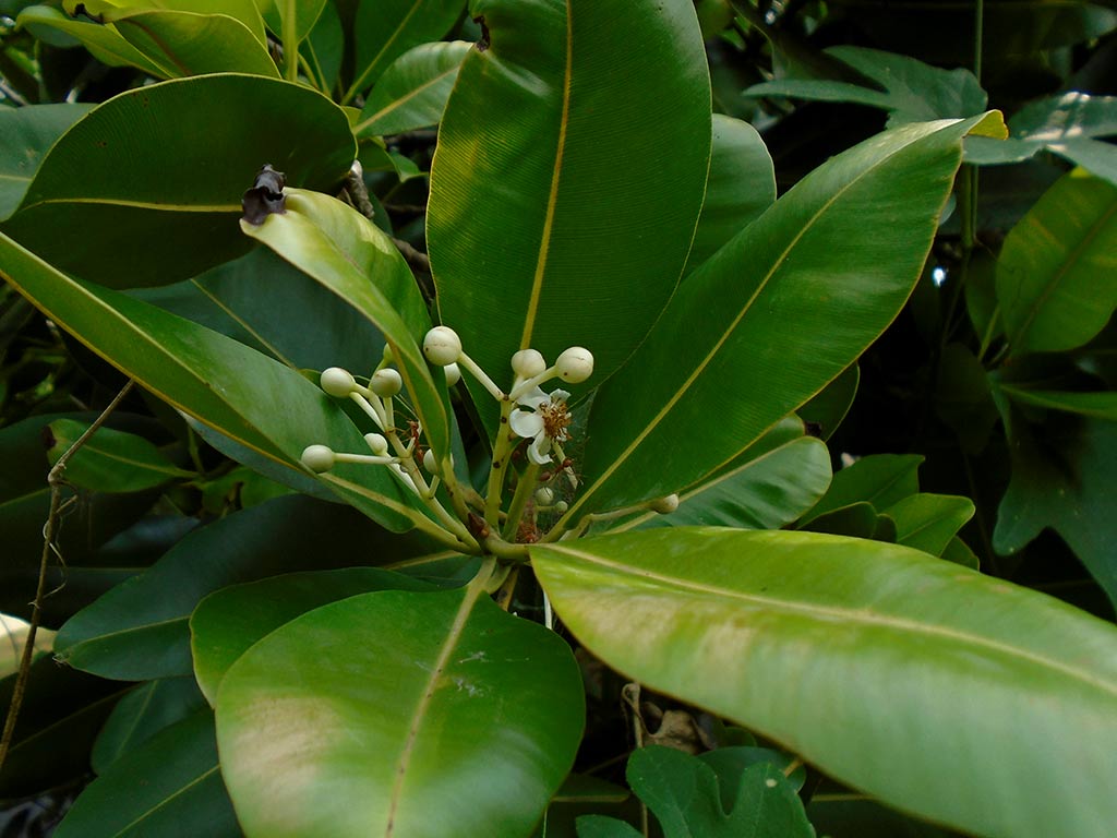 Tree Image