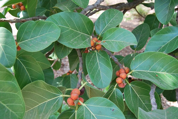 Tree Image