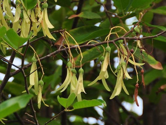 Tree Image