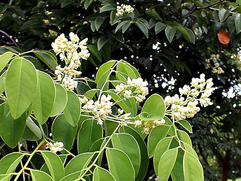 Tree Image