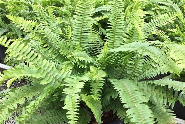 Tree Image