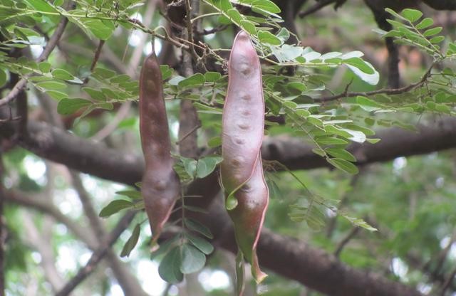 Tree Image