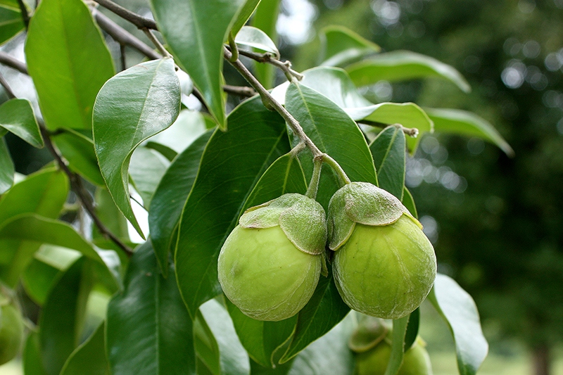 Tree Image