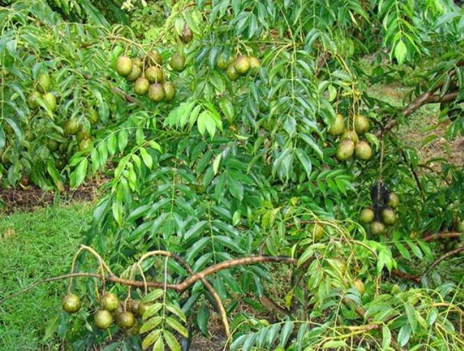 Tree Image