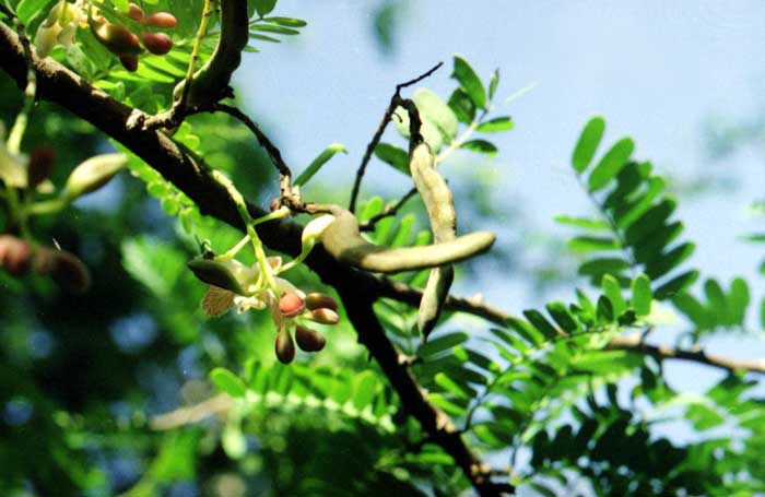 Tree Image