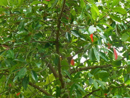 Tree Image