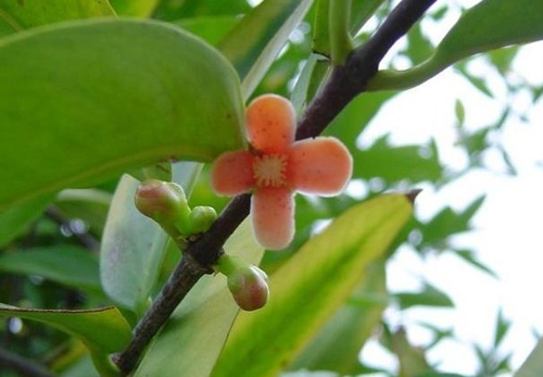 Tree Image